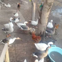 فروش قو غاز وغاز محلی