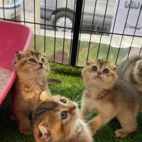 گربه اسکاتیش بریتیش پرشین