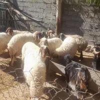 باسلام چند تا گوسفند  جوان  داشتی به فروش میرسد|حیوانات مزرعه|زرین آباد, |دیوار