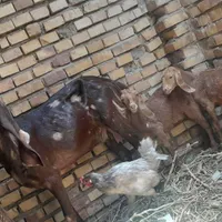بز کهره|حیوانات مزرعه|رفسنجان, |دیوار