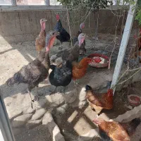 فروش تعداد مرغ خروس غاز بوقلمون و جوجه