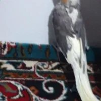 عروس هلندی ماده