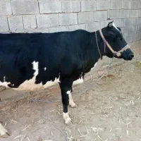 گاو و گوساله و گاو ابستن|حیوانات مزرعه|کوهدشت, |دیوار