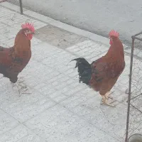 خروس