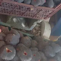 انجیر تازه شیرین