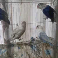 ۳ جفت کوتوله درجه یک|پرنده|نصر آباد, |دیوار