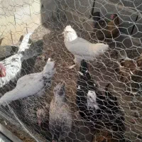 فروش تعدادی مرغ وخروس گلین|حیوانات مزرعه|شهر بابک, |دیوار