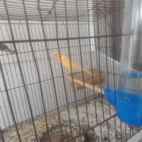 قناری نر|پرنده|سراب, |دیوار