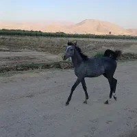 مادیان عرب پر خون