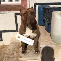 سگ پیتبول|سگ|یزد, |دیوار