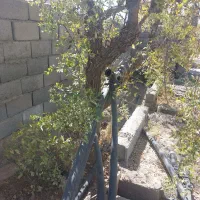 لوله برا ابیاری|مصالح و تجهیزات ساختمان|جلگه ماژان, |دیوار