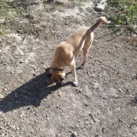 سگ دو رگه|سگ|اردبیل, |دیوار