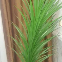 درخت تزئینی آلوورا