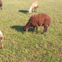 گوسفد و برە و یک عدد کاور میچکە|حیوانات مزرعه|مریوان, |دیوار