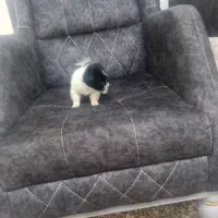 واگذار واگذار سایز 0|سگ|بم, |دیوار