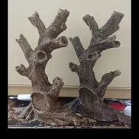 تنه درختچه