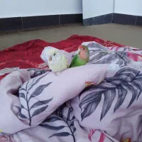 یه جفت طوطی برزیلی شرط|پرنده|کارون, |دیوار