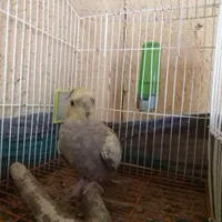 عروس هلندی نر جوان 7 ماهه|پرنده|جوانرود, |دیوار