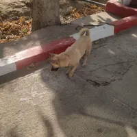 واگذاری ۴توله بسیارقشنگ ودستی خانگی