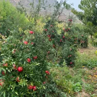 فروش باغ شهری در شهرفاروق|فروش زمین و ملک کلنگی|سیدان, |دیوار