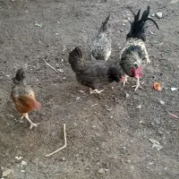 مورغ|حیوانات مزرعه|بم, |دیوار