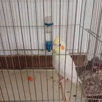 عروس هلندی لوتینو|پرنده|مهریز, |دیوار