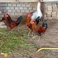 غاز خروس مرغ  عربی اصل|حیوانات مزرعه|اهواز, امانیه|دیوار