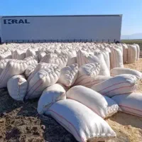 کاه گندم نرم و ریز