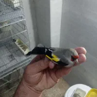 سهره دوگ کرمانی نشون دار|پرنده|جوادآباد, |دیوار