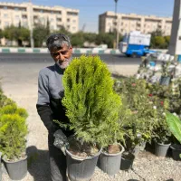 کاج توپی (کامیس پاریس)۵۰۰