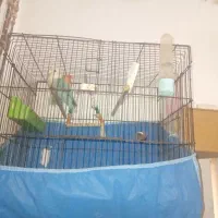 طوطی برزیلی|پرنده|بندر امام خمینی, |دیوار