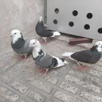 کبوتر کفتر