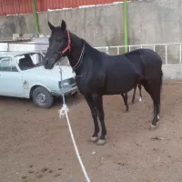 کره الماس انسیاتور|اسب و تجهیزات اسب‌سواری|خمینی‌شهر, |دیوار