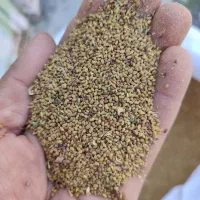 بذر یونجه محلی ایرانشهری موجود هست