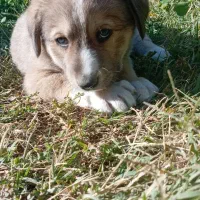 توله سگ|سگ|اسفراین, |دیوار