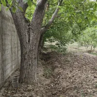 فروش یک زمین چهار دیواری باغی دل‌انگیز در لشکرآباد|فروش زمین و ملک کلنگی|رامجین, |دیوار