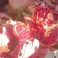 انار ابگیری|حراج|کوهدشت, |دیوار