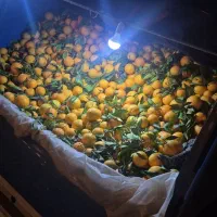 پرتقال ساری درجه یک آبدار