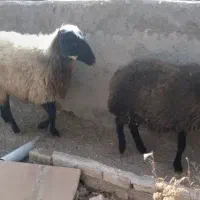 گوسفنده و بره ماده|حیوانات مزرعه|دشتابی, |دیوار