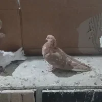 کبوتر جوجه تازه بالغ