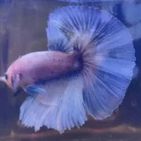 ماهی فایتر هافمون|ماهی|تهران, سهروردی|دیوار