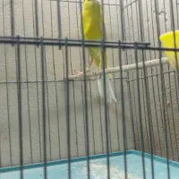 قناری نرو ماده