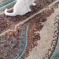 بچه گربه|گربه|مشهد, شهید شهریاری|دیوار