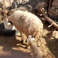 میش سرحال بابره مایه وقوچ|حیوانات مزرعه|کرمان, |دیوار