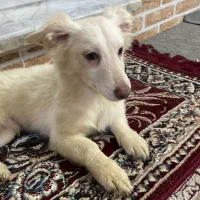 توله سگ پا کوتاه