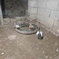 پنج عدد کبوتر|پرنده|گرمی, |دیوار