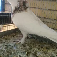 طوقی نر هفت رنگ|پرنده|کاشان, معلم|دیوار