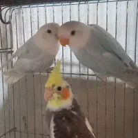 طوطی برزیلی و عروس هلندی