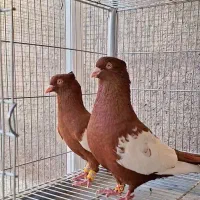 سینه سرخ عتیقه درشت کله قوچی