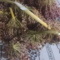 خرما و چیس|لوازم جانبی حیوانات|اهواز, کوی علوی|دیوار